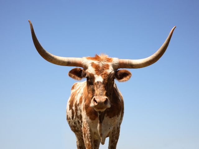 A longhorn cow captured with blue sky on the background.