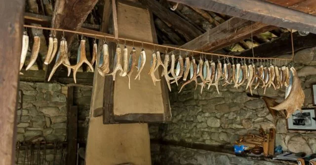 Various animal horns hanged in a rope.