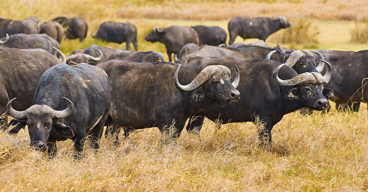 Herd of African Buffalo with long horns